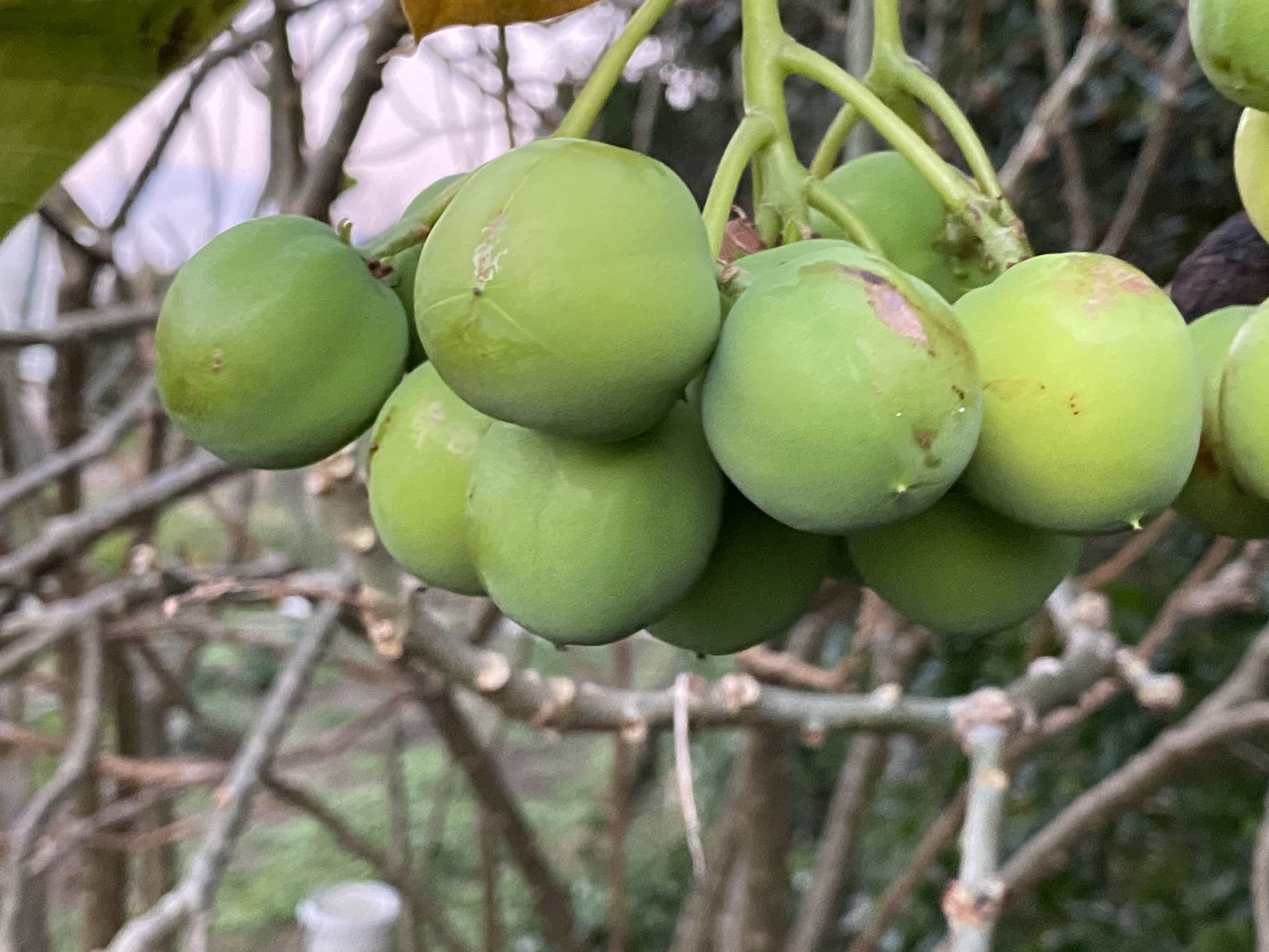 Jatropha curcas
